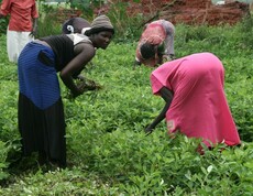 Afrikanische Frauen bei der Arbeit am Feld